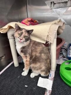 Blossom - Domestic Short Hair cat available for adoption at SPCA New Zealand in Auckland