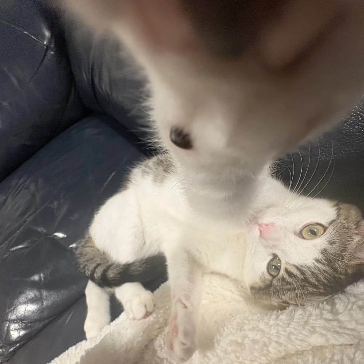 Toast - Domestic Short Hair cat available for adoption at SPCA New Zealand in Levin