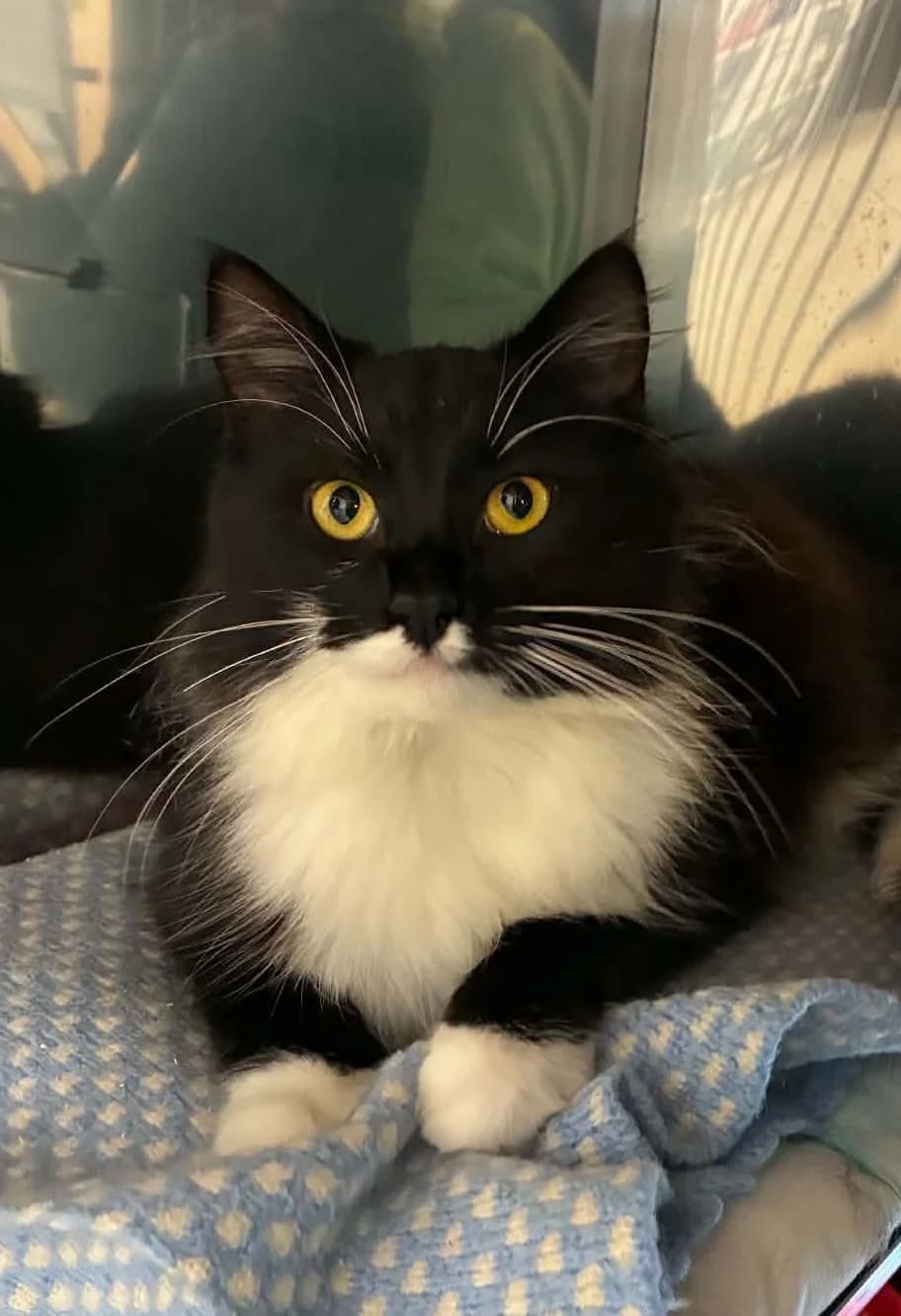 Fonzie - Domestic Medium Hair cat available for adoption at SPCA New Zealand in Whangārei