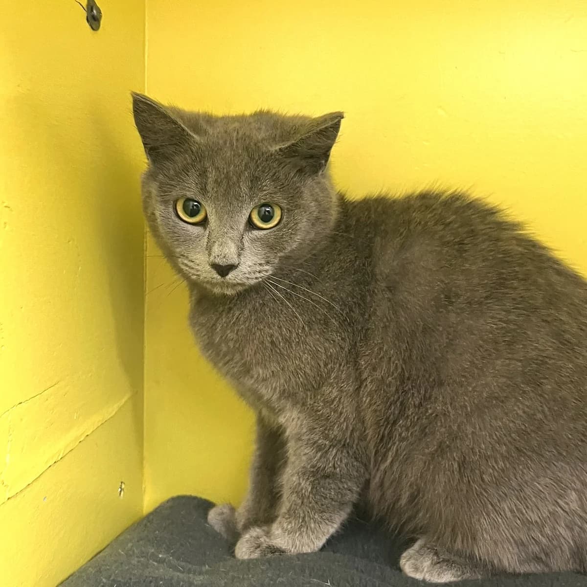 Brûlée - Domestic Short Hair cat available for adoption at SPCA New Zealand in Whanganui