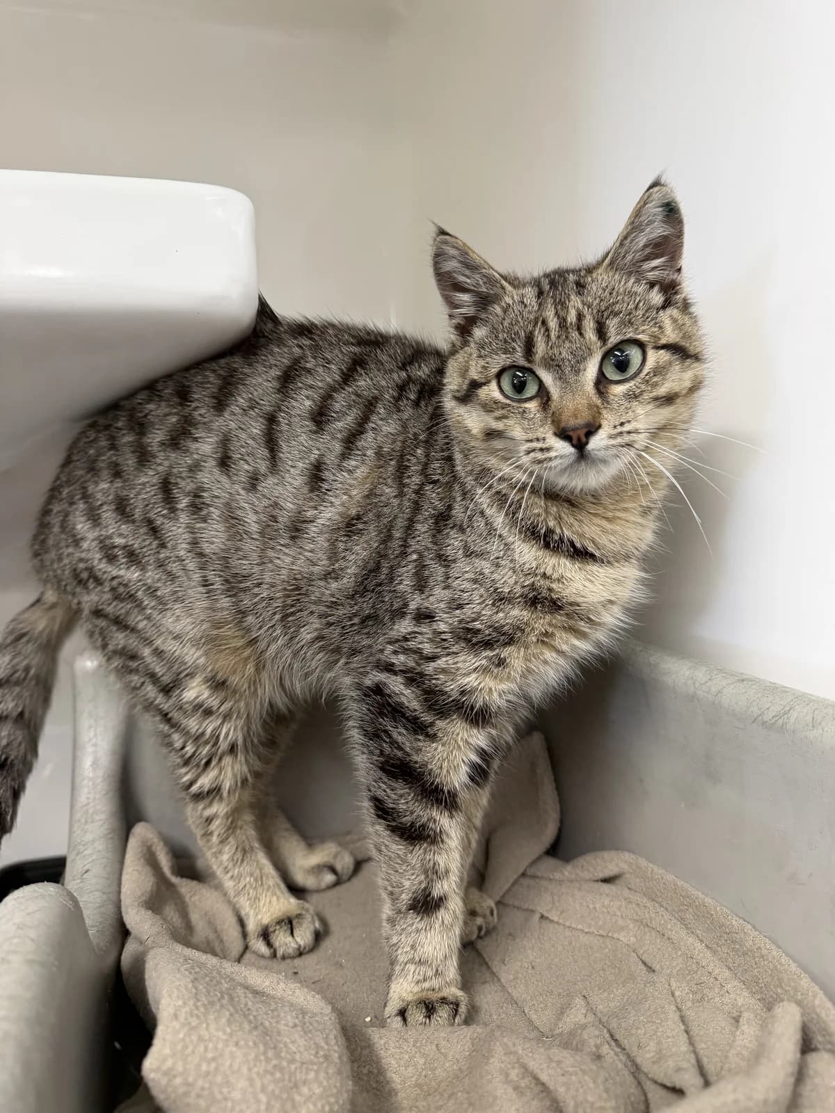 Gnome - Domestic Short Hair cat available for adoption at SPCA New Zealand in Hamilton