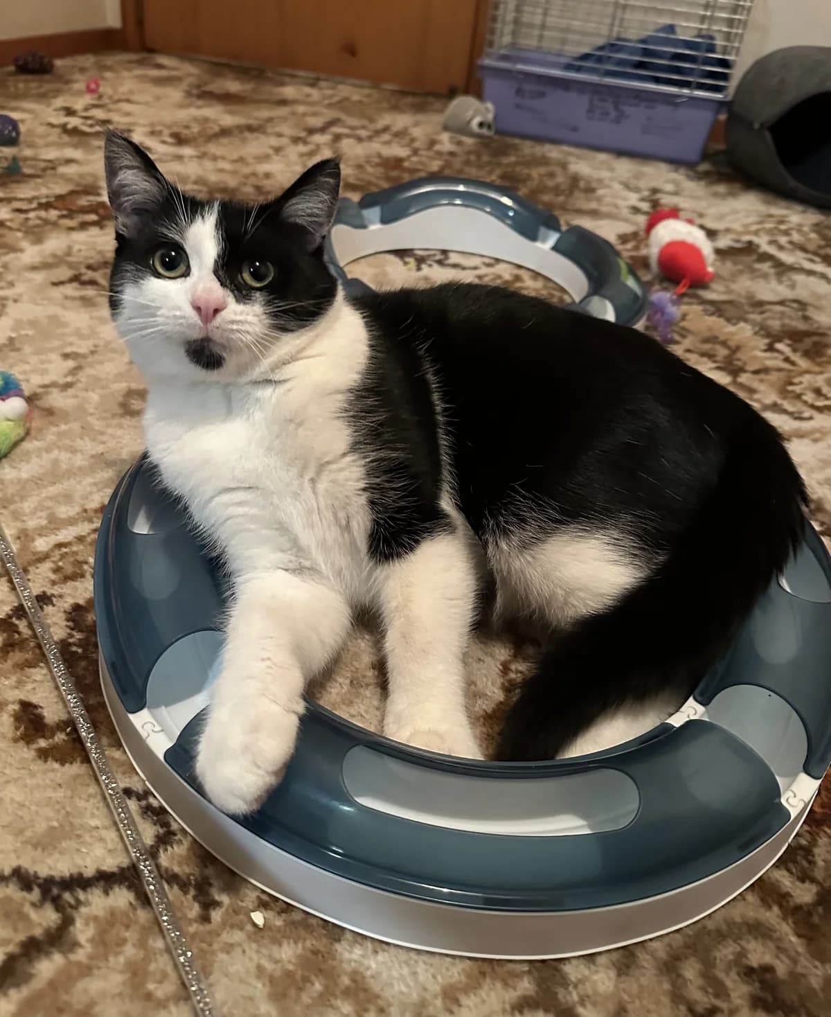 Wally Wobbles - Domestic Short Hair cat available for adoption at SPCA New Zealand in Auckland