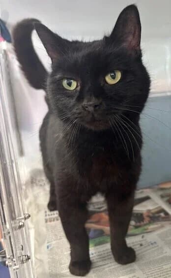 Meko - Domestic Short Hair cat available for adoption at SPCA New Zealand in Wellington