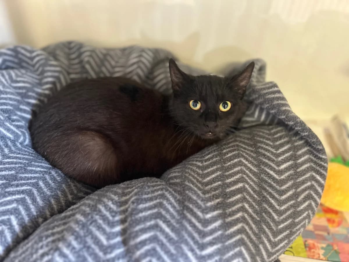 Vader - Domestic Short Hair cat available for adoption at SPCA New Zealand in Blenheim