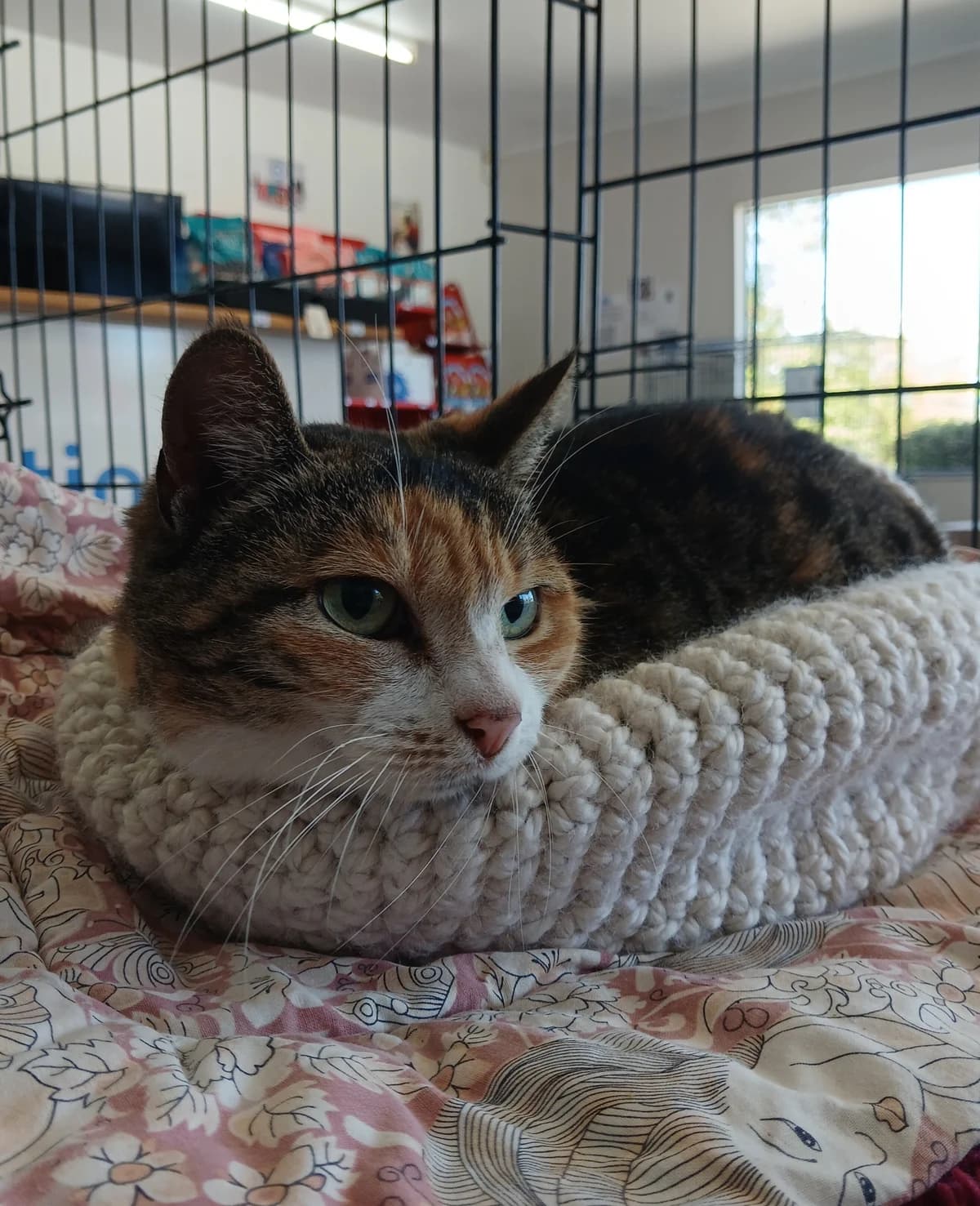 Baby - Domestic Short Hair cat available for adoption at SPCA New Zealand in Rotorua