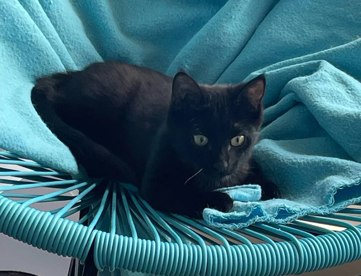 Sabriel - Domestic Short Hair cat available for adoption at SPCA New Zealand in Auckland
