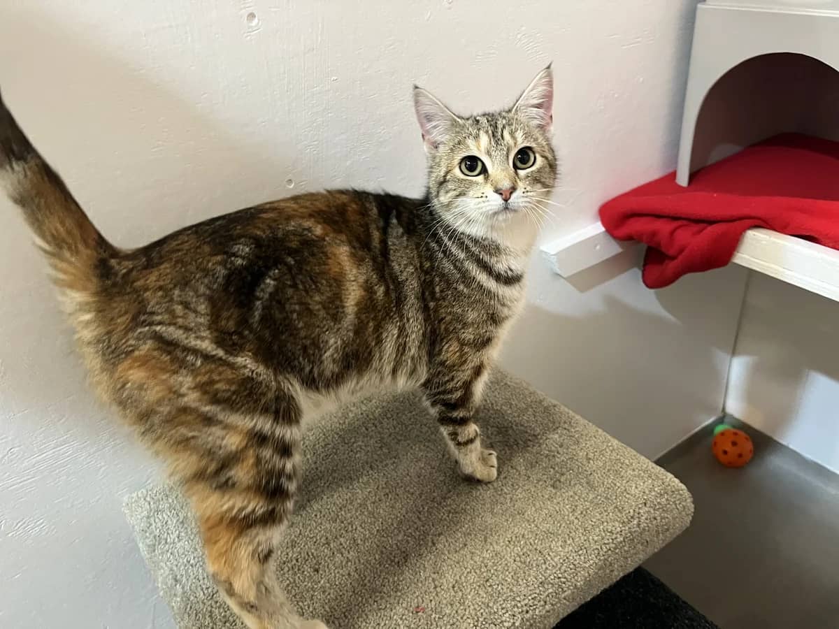 Donna - Domestic Short Hair cat available for adoption at SPCA New Zealand in Thames