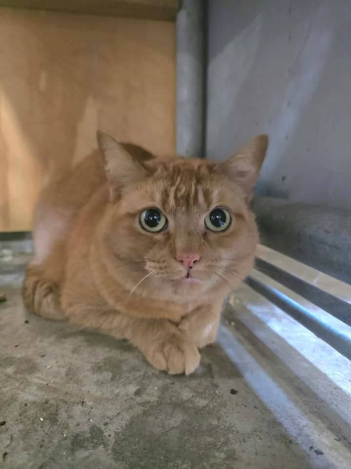 Mika - Domestic Short Hair cat available for adoption at SPCA New Zealand in New Plymouth
