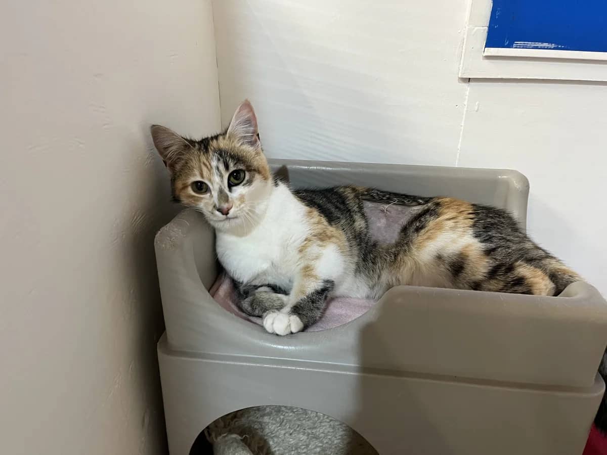 Martha - Domestic Short Hair cat available for adoption at SPCA New Zealand in Thames