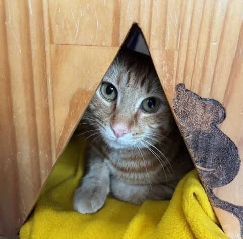 Rupert - Domestic Short Hair cat available for adoption at SPCA New Zealand in Wellington