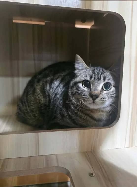 Arlo - Domestic Short Hair cat available for adoption at SPCA New Zealand in New Plymouth