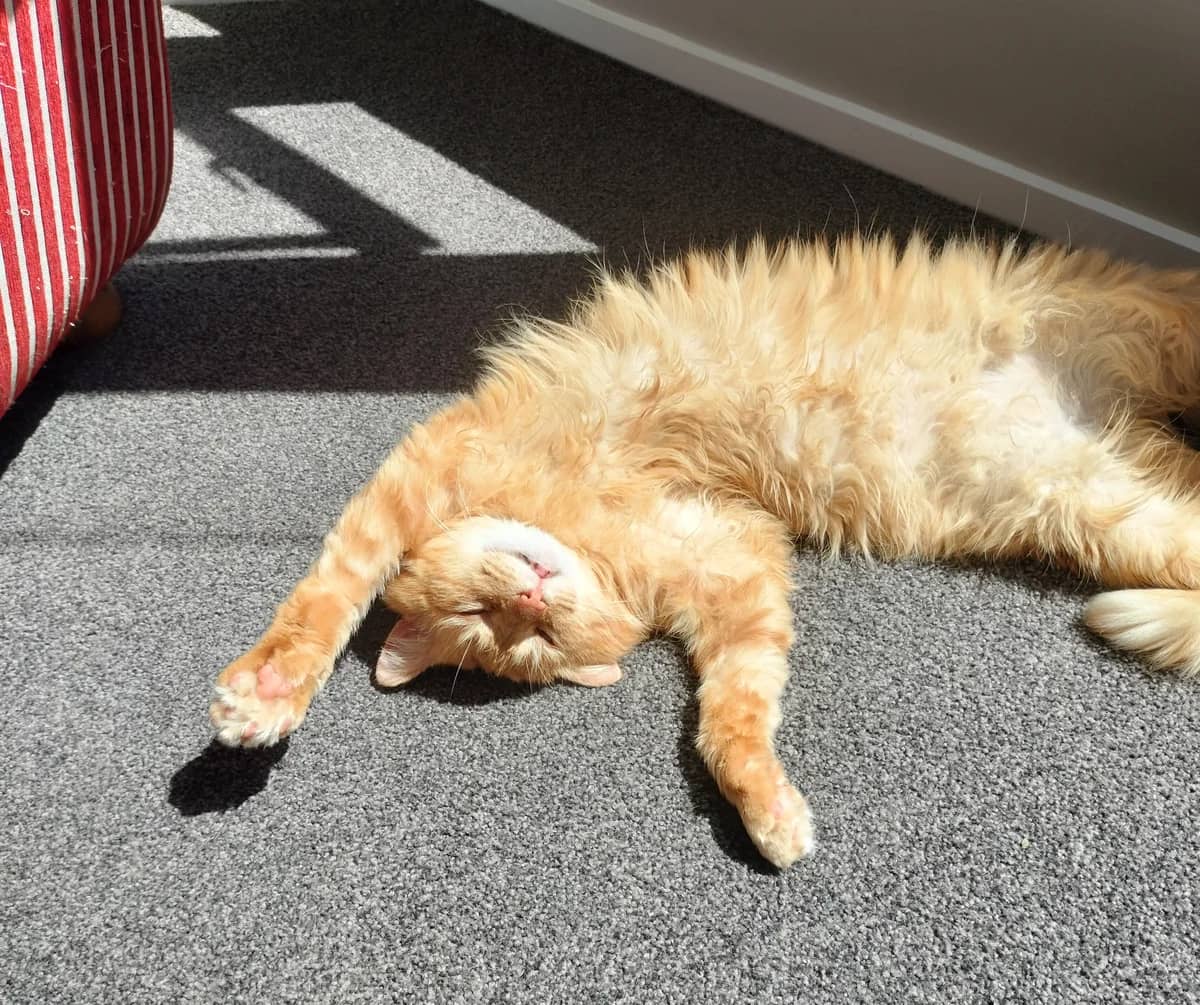 Nutmeg - Domestic Longhair cat available for adoption at SPCA New Zealand in Wellington