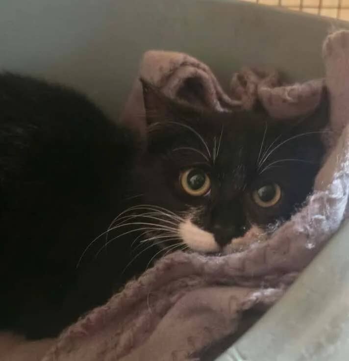 Zippy - Domestic Short Hair cat available for adoption at SPCA New Zealand in New Plymouth