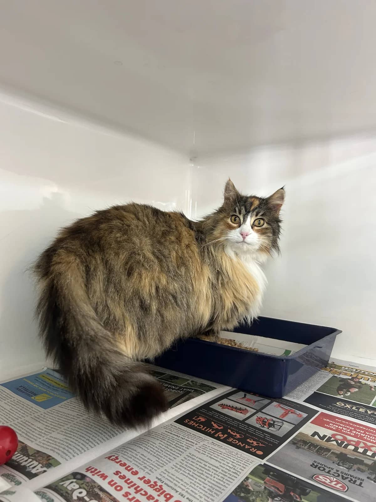 Teddy - Domestic Longhair cat available for adoption at SPCA New Zealand in Blenheim