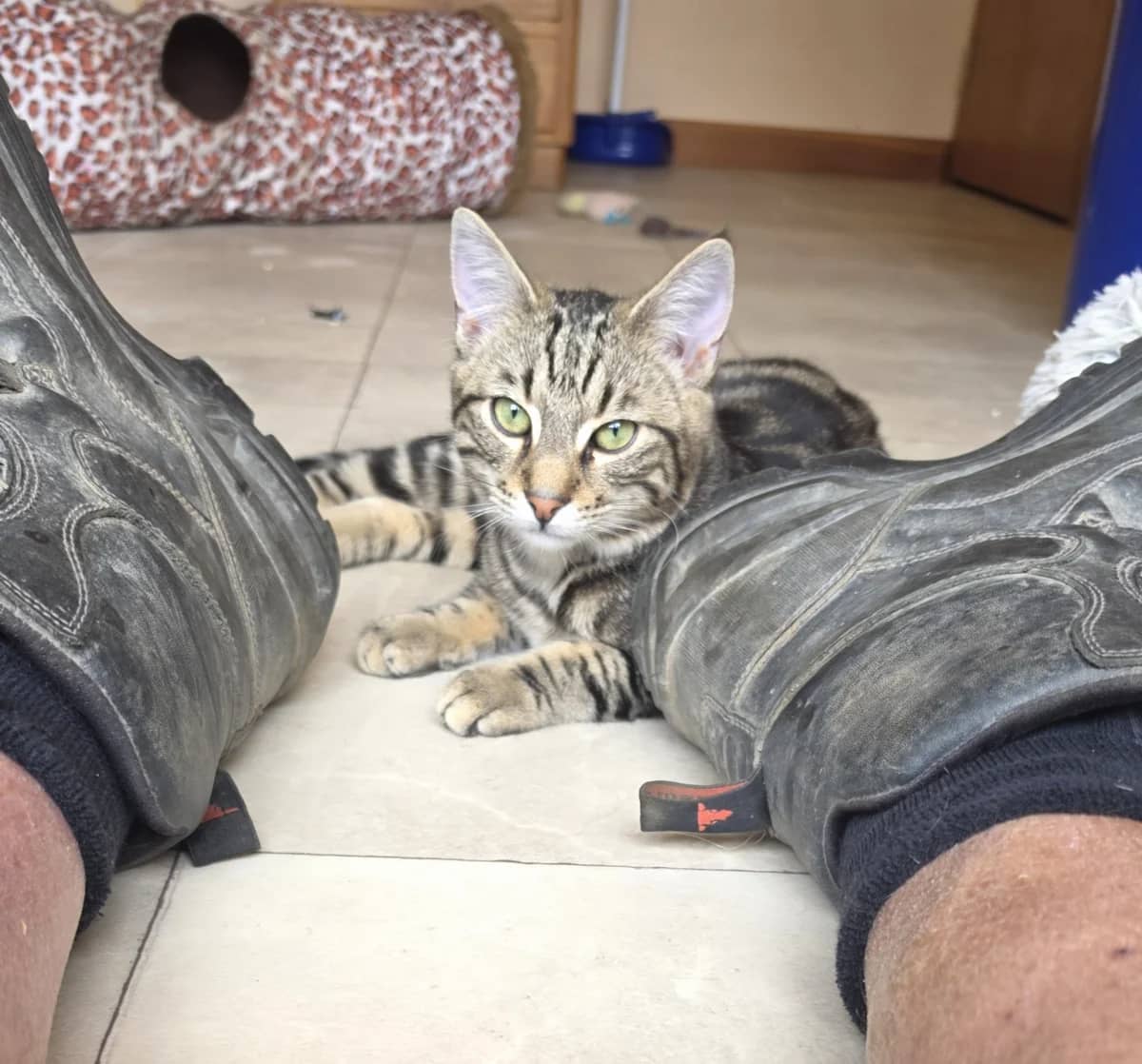 Pepper - Domestic Short Hair cat available for adoption at SPCA New Zealand in Christchurch