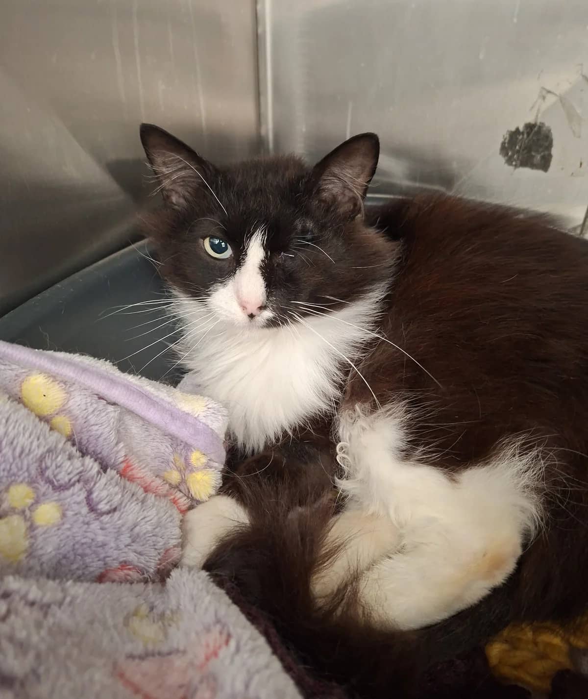 Scout - Domestic Short Hair cat available for adoption at SPCA New Zealand in Auckland