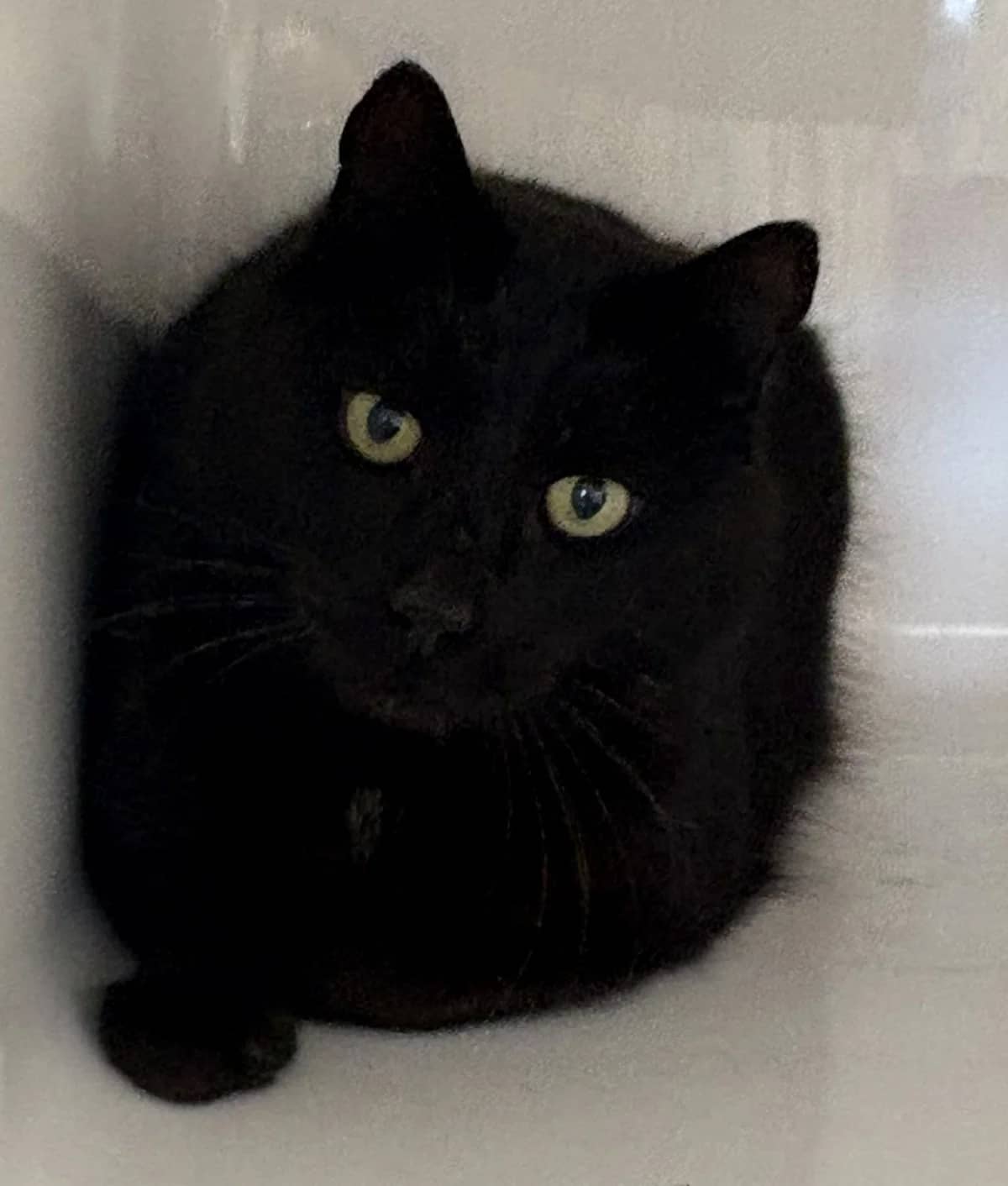 William - Domestic Short Hair cat available for adoption at SPCA New Zealand in Levin