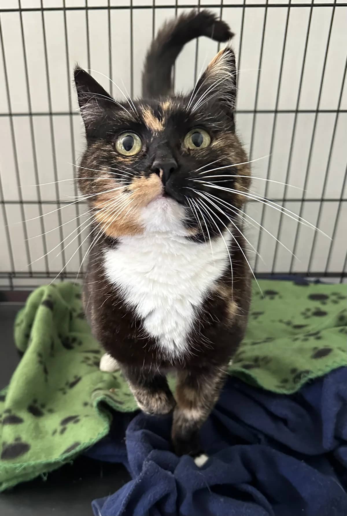 Jinx - Domestic Short Hair cat available for adoption at SPCA New Zealand in Kerikeri