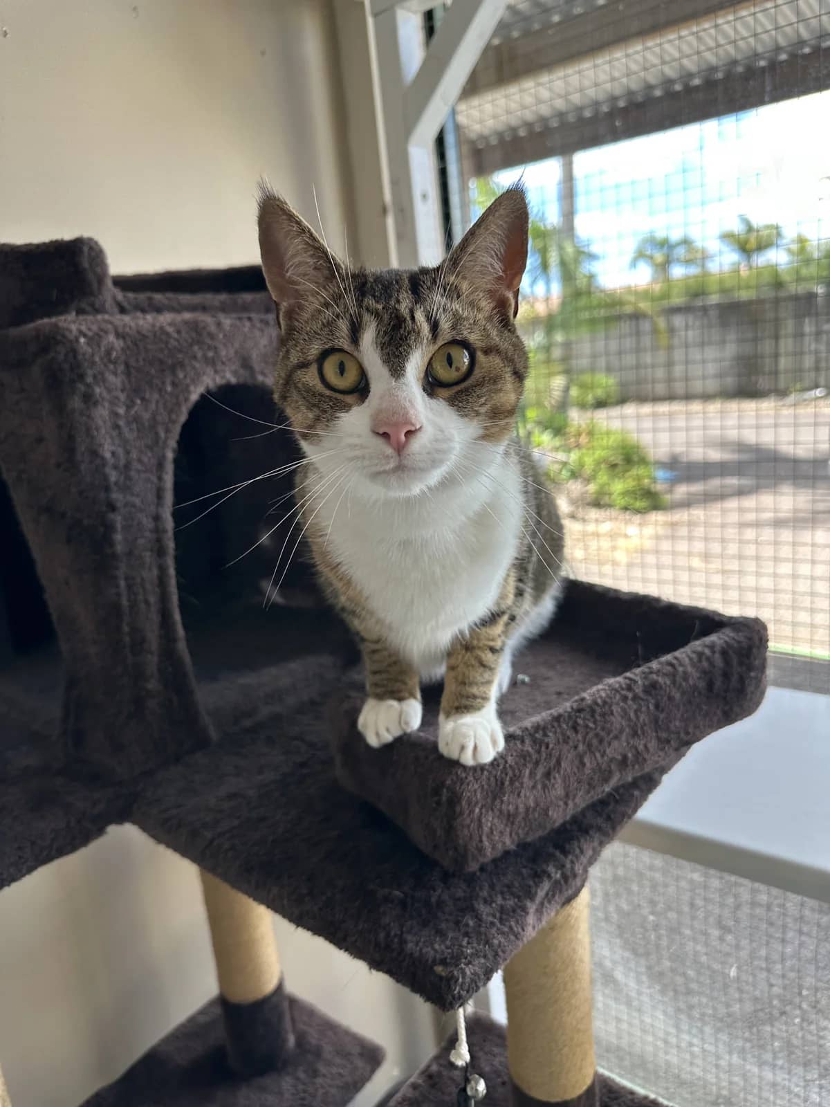 Buffy The Vampire Slayer - Domestic Short Hair cat available for adoption at SPCA New Zealand in Kerikeri