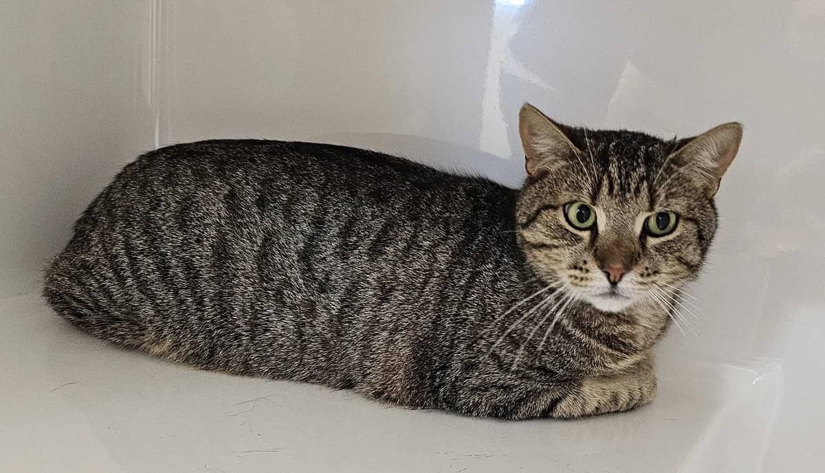 Atlas - Domestic Short Hair cat available for adoption at SPCA New Zealand in Levin