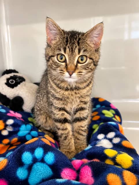 Possum - Domestic Short Hair cat available for adoption at SPCA New Zealand in Taupō