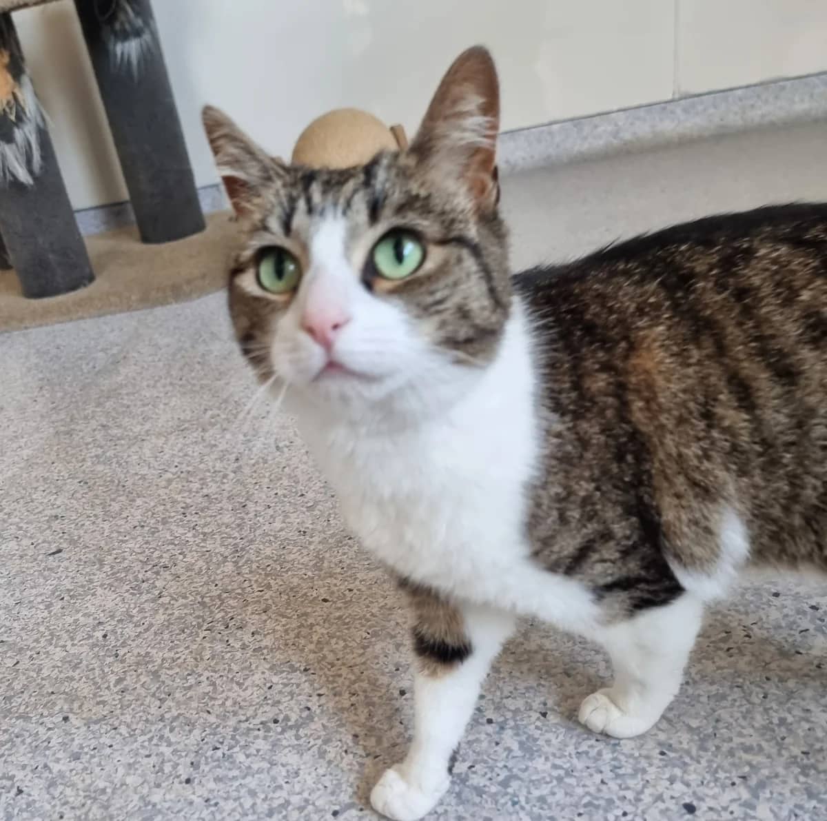 Millie - Domestic Short Hair cat available for adoption at SPCA New Zealand in Timaru