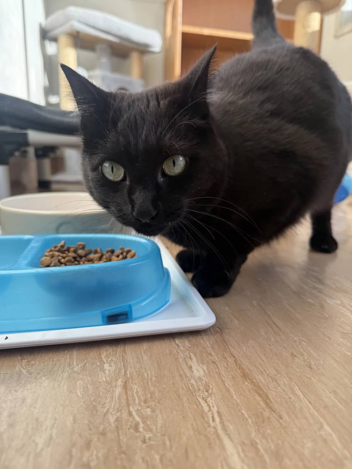 Maxi - Domestic Short Hair cat available for adoption at SPCA New Zealand in Palmerston North