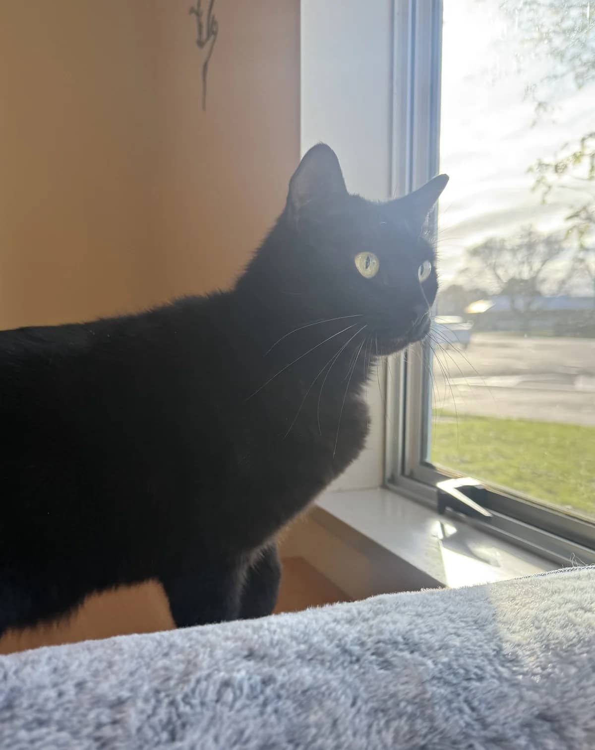 Phantom - Domestic Short Hair cat available for adoption at SPCA New Zealand in Palmerston North