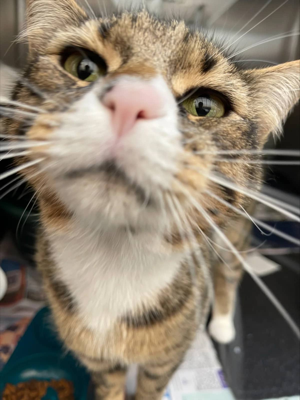 Ollie - Domestic Short Hair cat available for adoption at SPCA New Zealand in Auckland