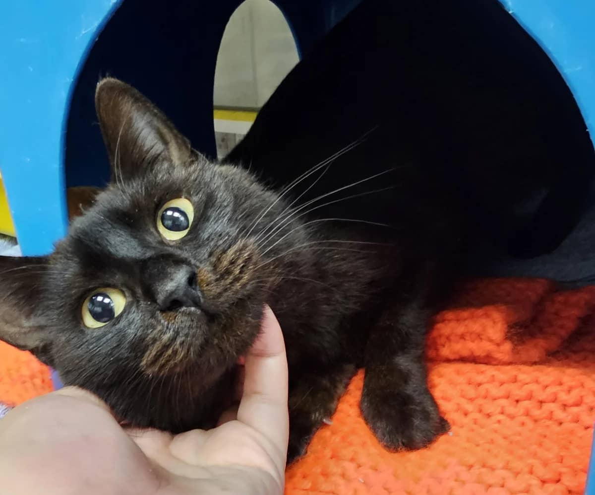 Fawn - Domestic Short Hair cat available for adoption at SPCA New Zealand in Auckland