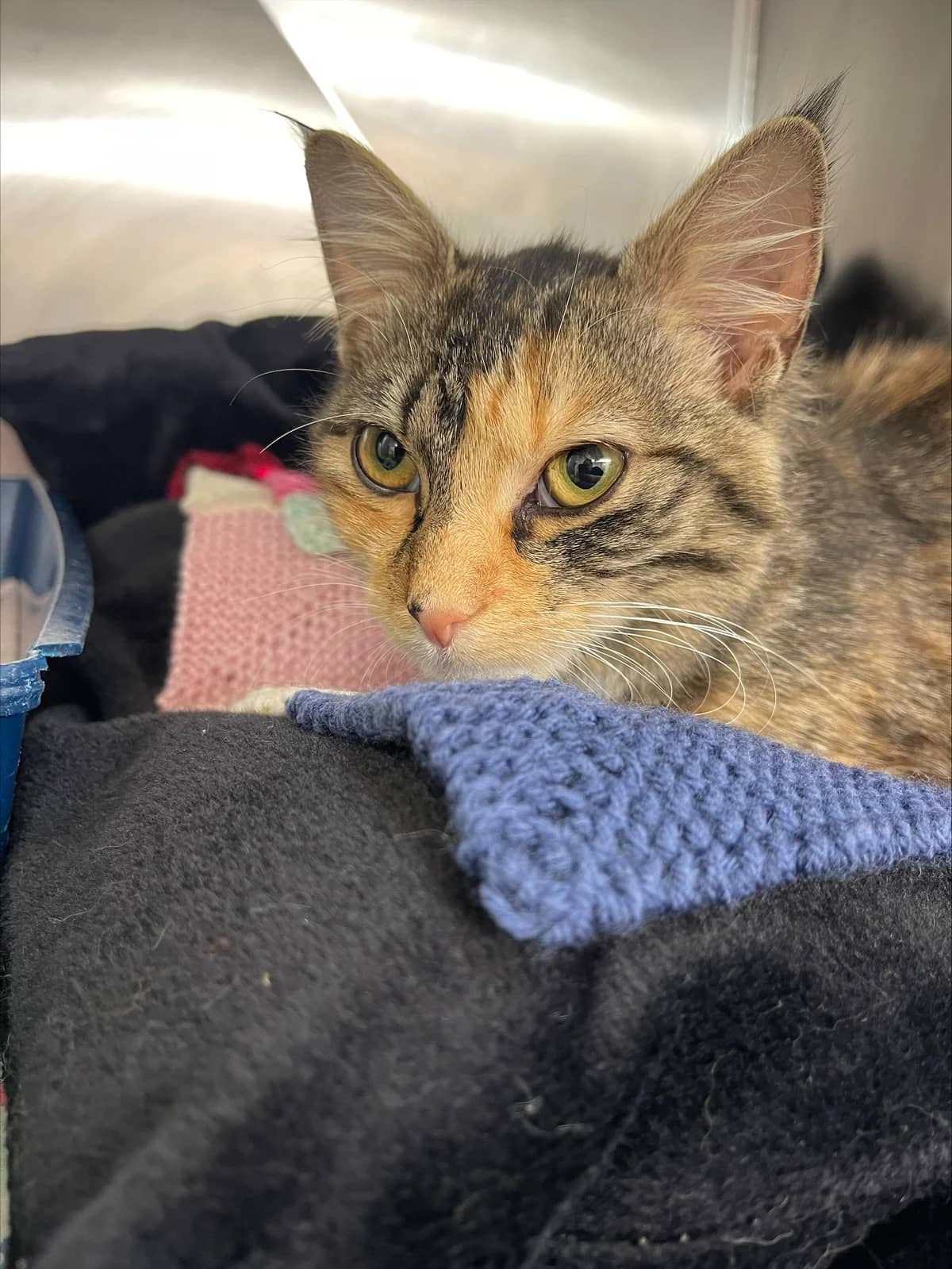 Tara - Domestic Medium Hair cat available for adoption at SPCA New Zealand in Auckland