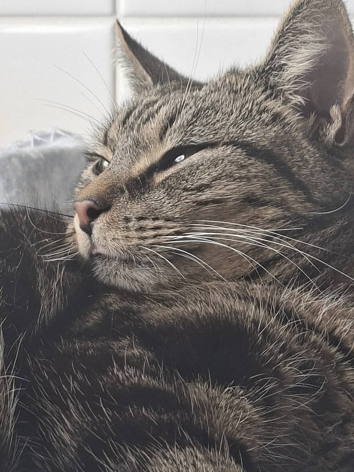 Maggie - Domestic Short Hair cat available for adoption at SPCA New Zealand in Christchurch