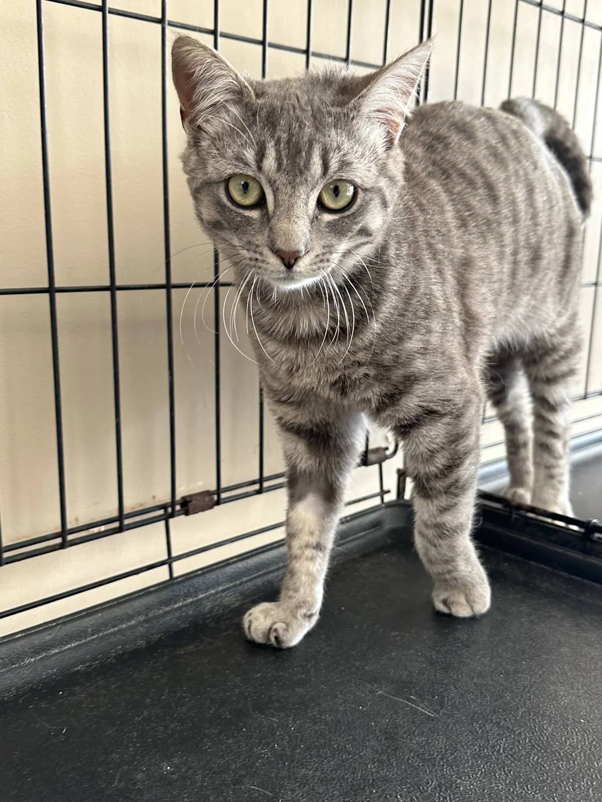 Aero - Domestic Short Hair cat available for adoption at SPCA New Zealand in Kerikeri