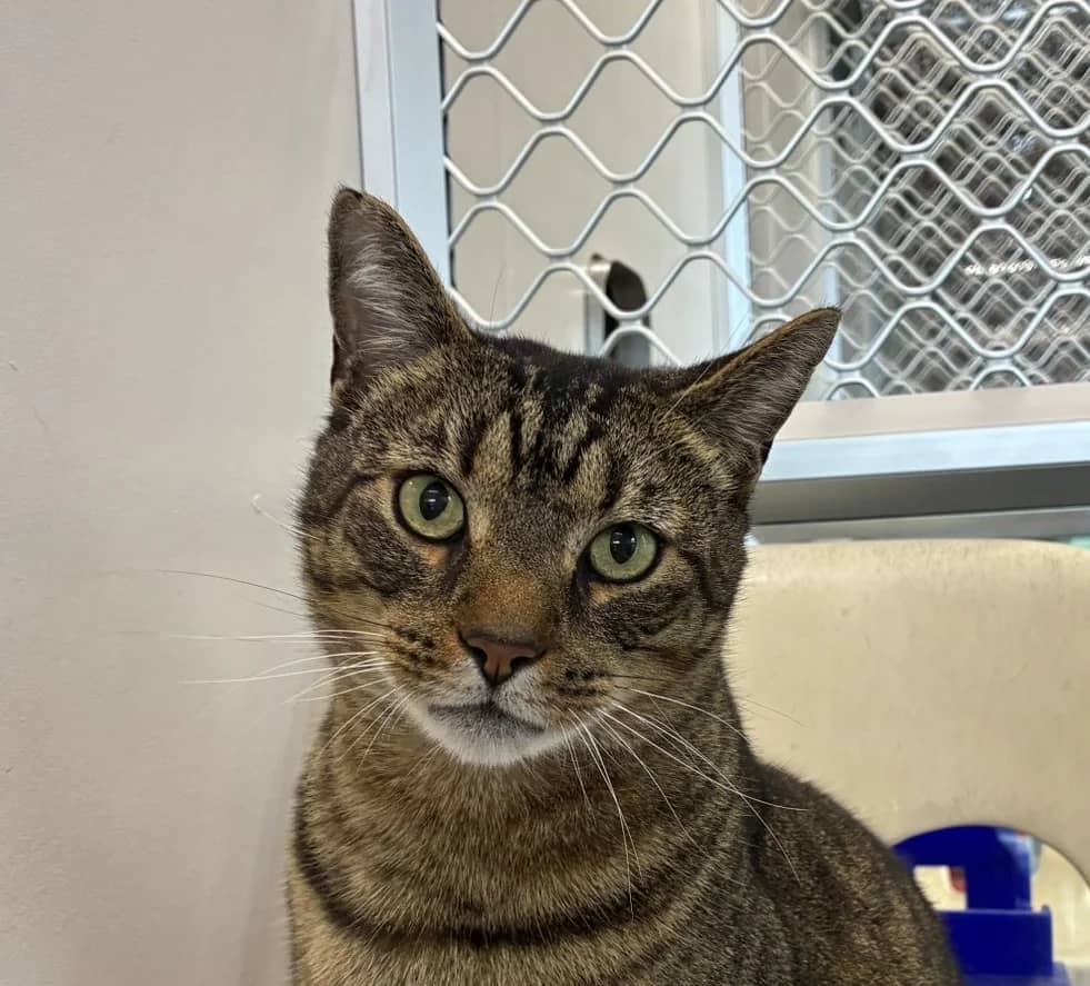 Puddy Cat - Domestic Short Hair cat available for adoption at SPCA New Zealand in Whangārei