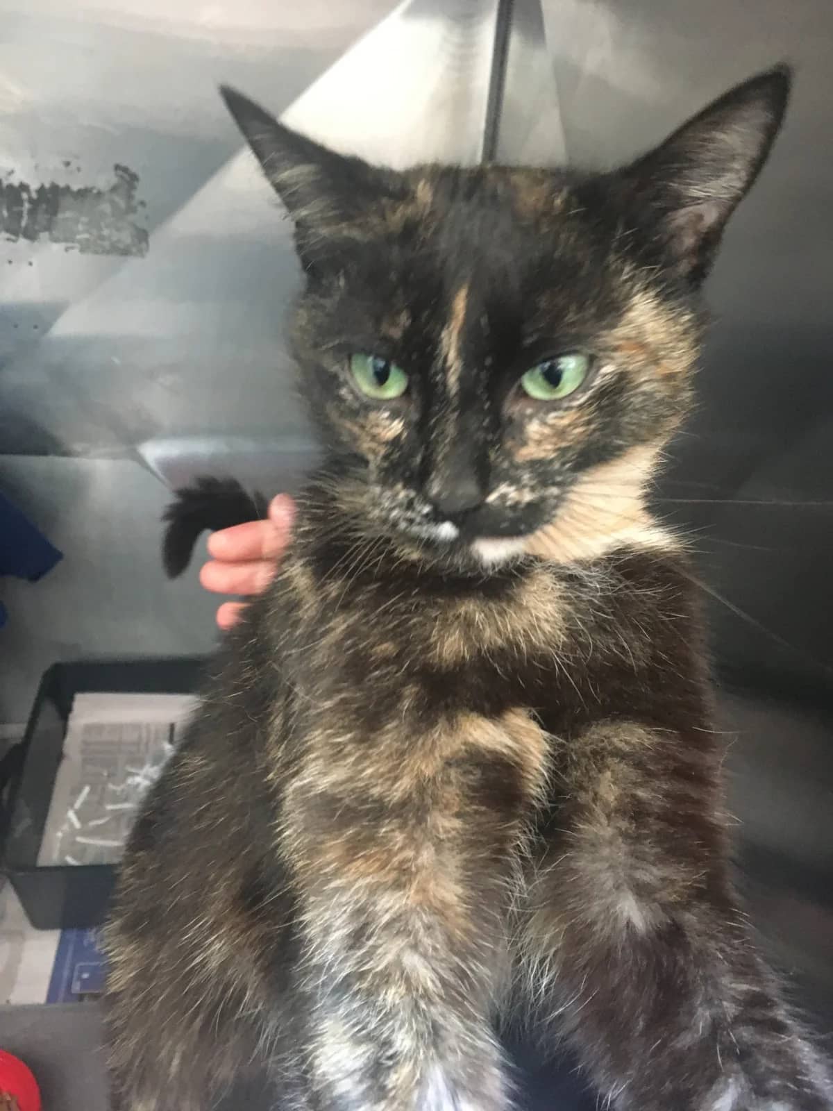 Jinx - Domestic Short Hair cat available for adoption at SPCA New Zealand in Auckland