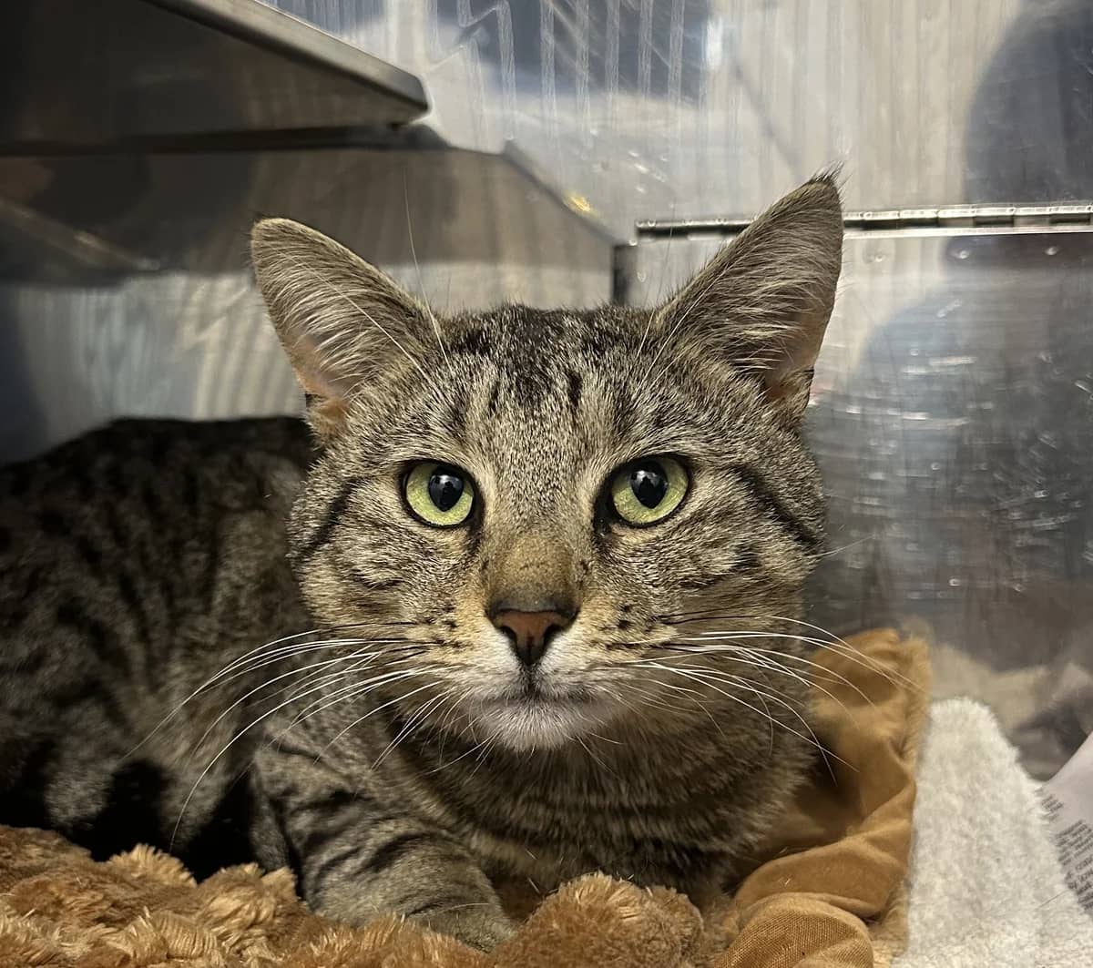 Horatio - Domestic Short Hair cat available for adoption at SPCA New Zealand in Whangārei