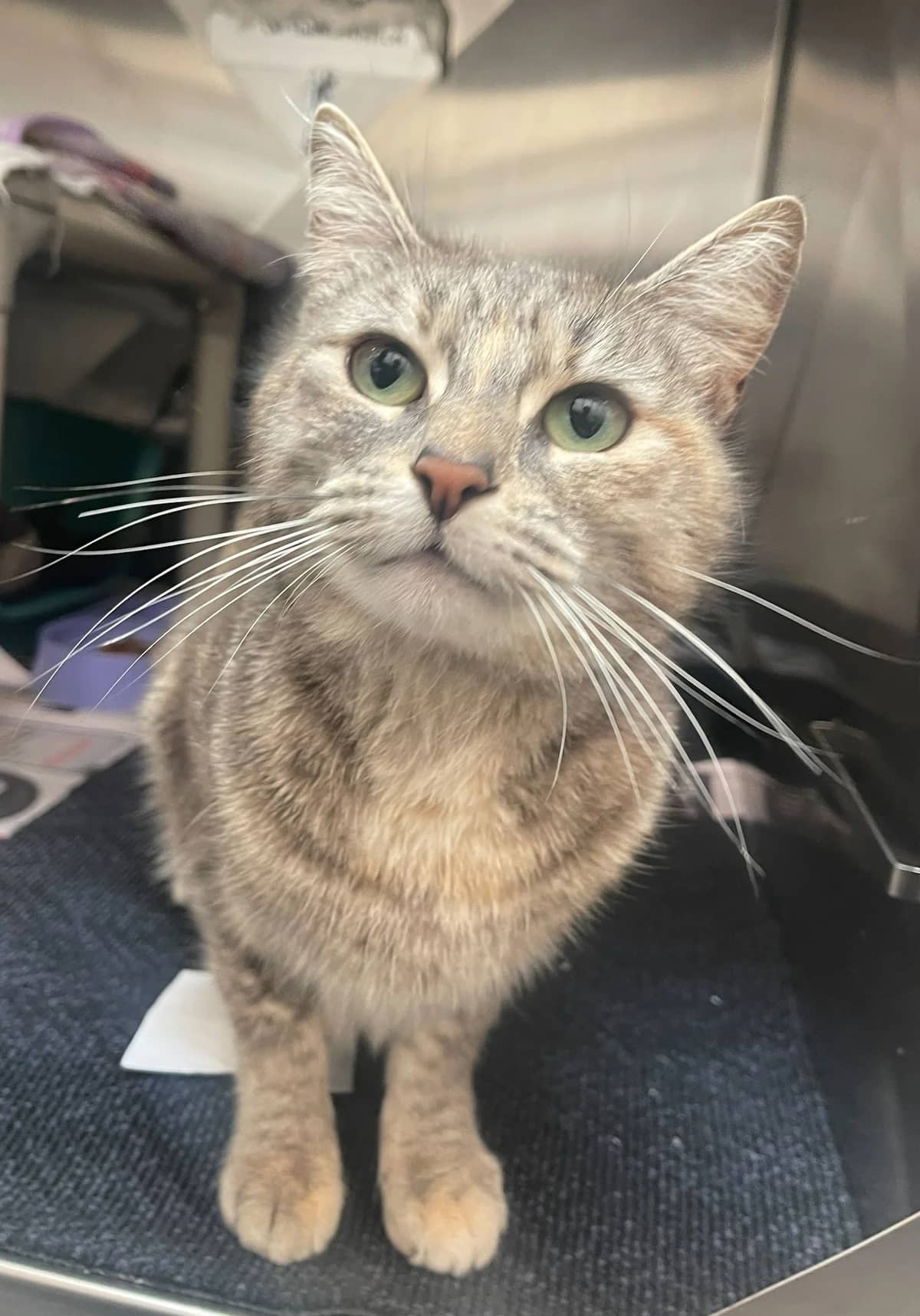 Luna - Domestic Short Hair cat available for adoption at SPCA New Zealand in Auckland