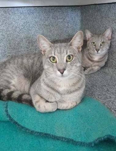 Smokey - Domestic Short Hair cat available for adoption at SPCA New Zealand in Tauranga