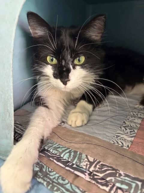 Butternut Squash - Domestic Medium Hair cat available for adoption at SPCA New Zealand in Wellington