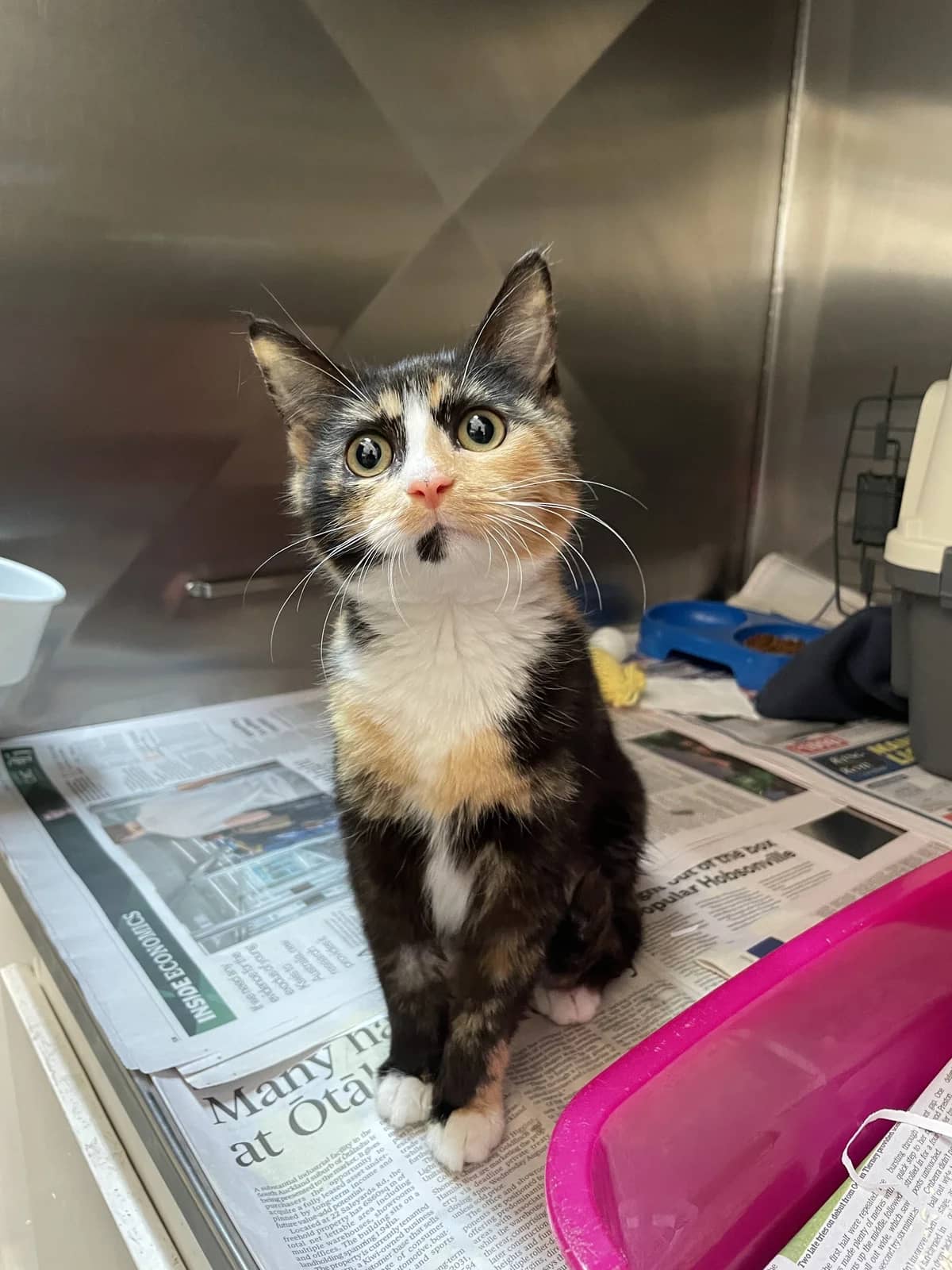 Fifi - Domestic Short Hair cat available for adoption at SPCA New Zealand in Auckland
