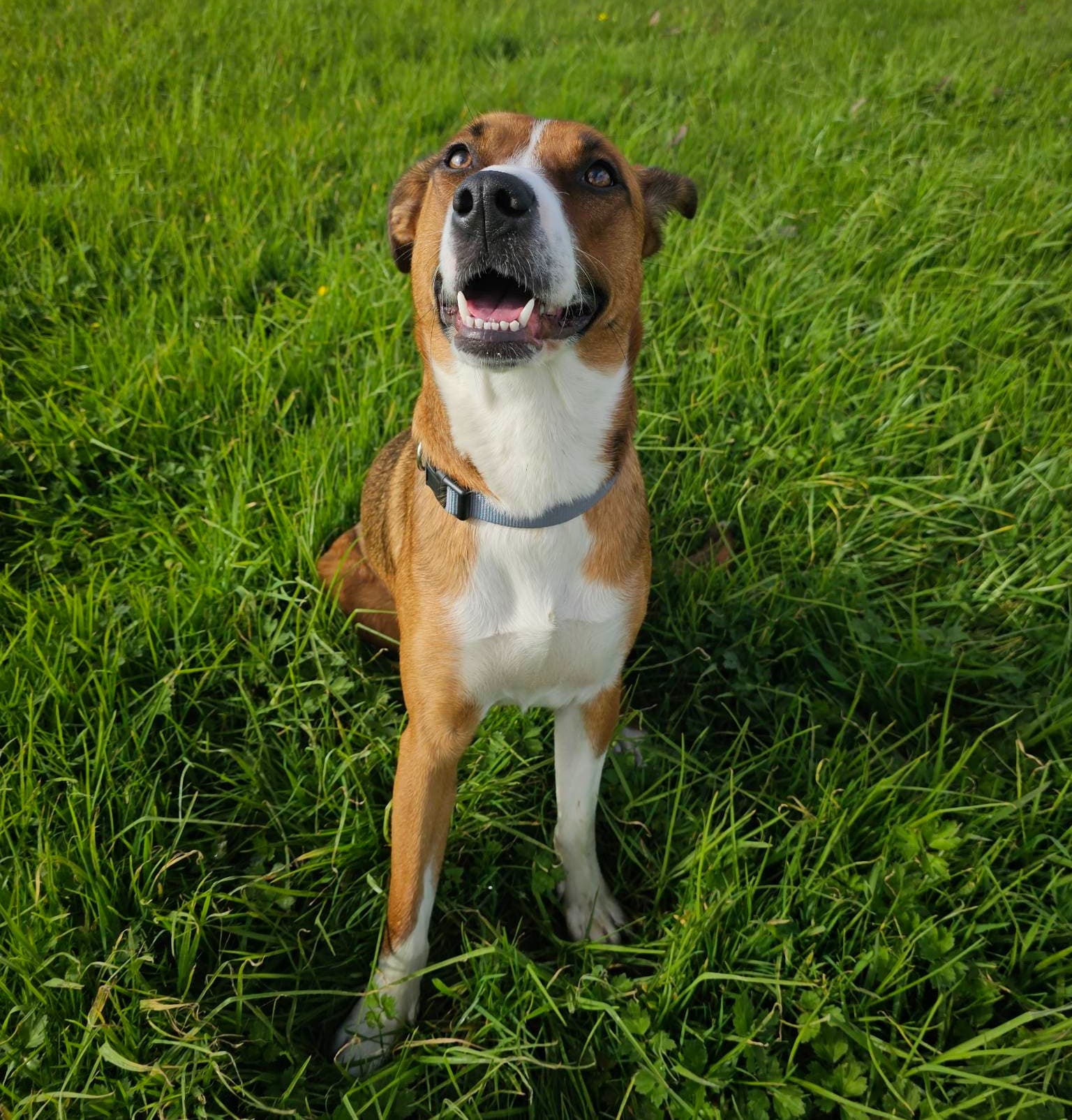 Pilot - Mixed Breed available for adoption in Auckland