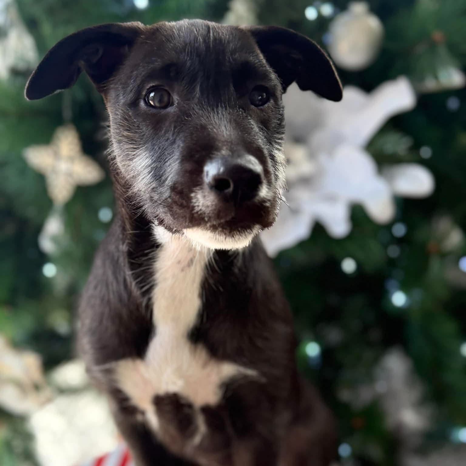 Nola - Mixed Breed available for adoption in Auckland