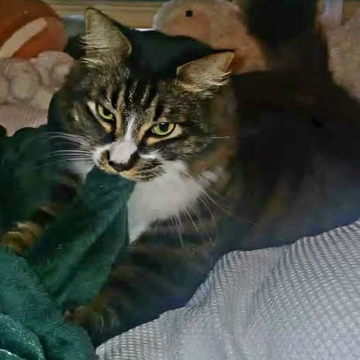 Yogi - Domestic Medium Hair cat available for adoption at Perth Rescue Angels in Perth