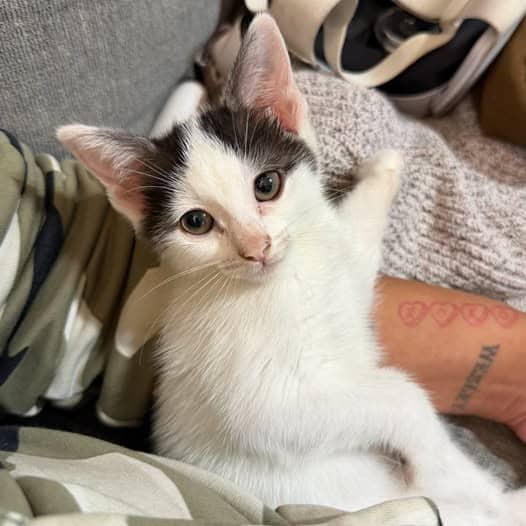 Darwin - Domestic Shorthair cat available for adoption at Perth Rescue Angels in Perth