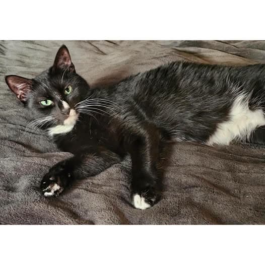 Harper - Domestic Shorthair cat available for adoption at Perth Rescue Angels in Perth