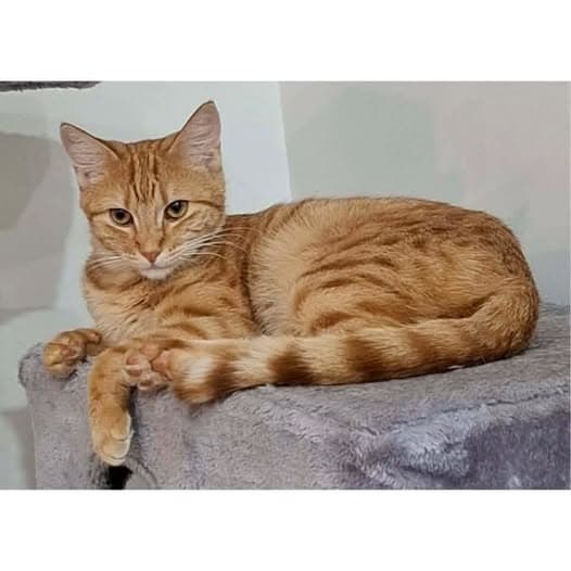 Marigold - Domestic Shorthair cat available for adoption at Perth Rescue Angels in Perth