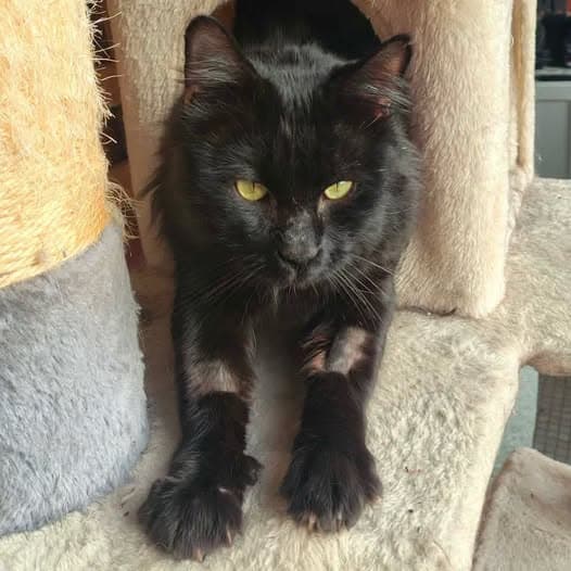 Vlad - Domestic Shorthair cat available for adoption at Perth Rescue Angels in Perth