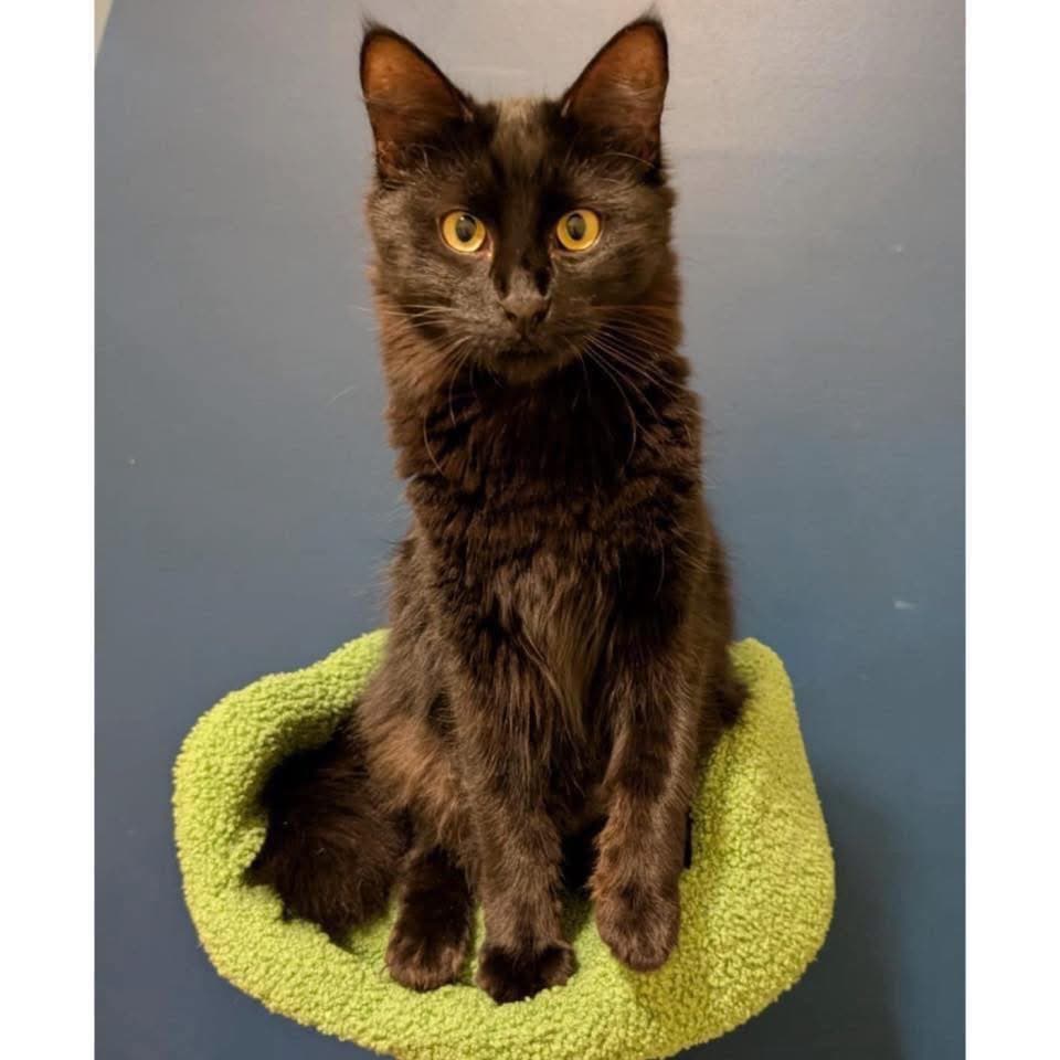 Auvi - Domestic Medium Hair cat available for adoption at Perth Rescue Angels in Perth