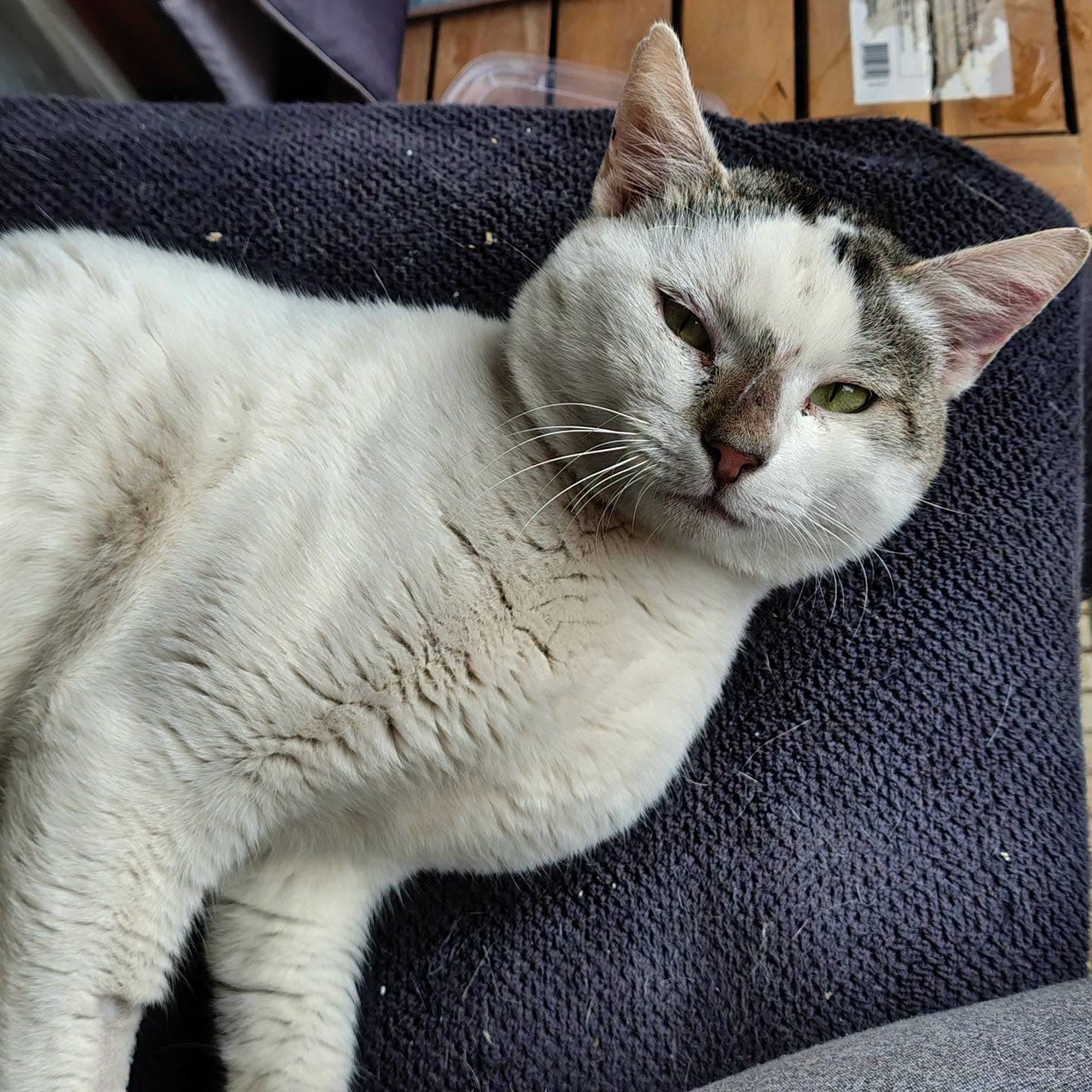 Count Basie - Domestic Shorthair cat available for adoption at Perth Rescue Angels in Perth