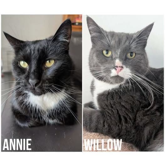 Annie & Willow - Domestic Shorthair cat available for adoption at Perth Rescue Angels in Perth